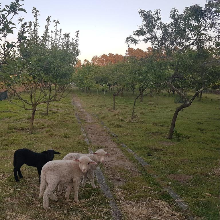 Quinta Da Lage Villa Barcelos Exterior photo